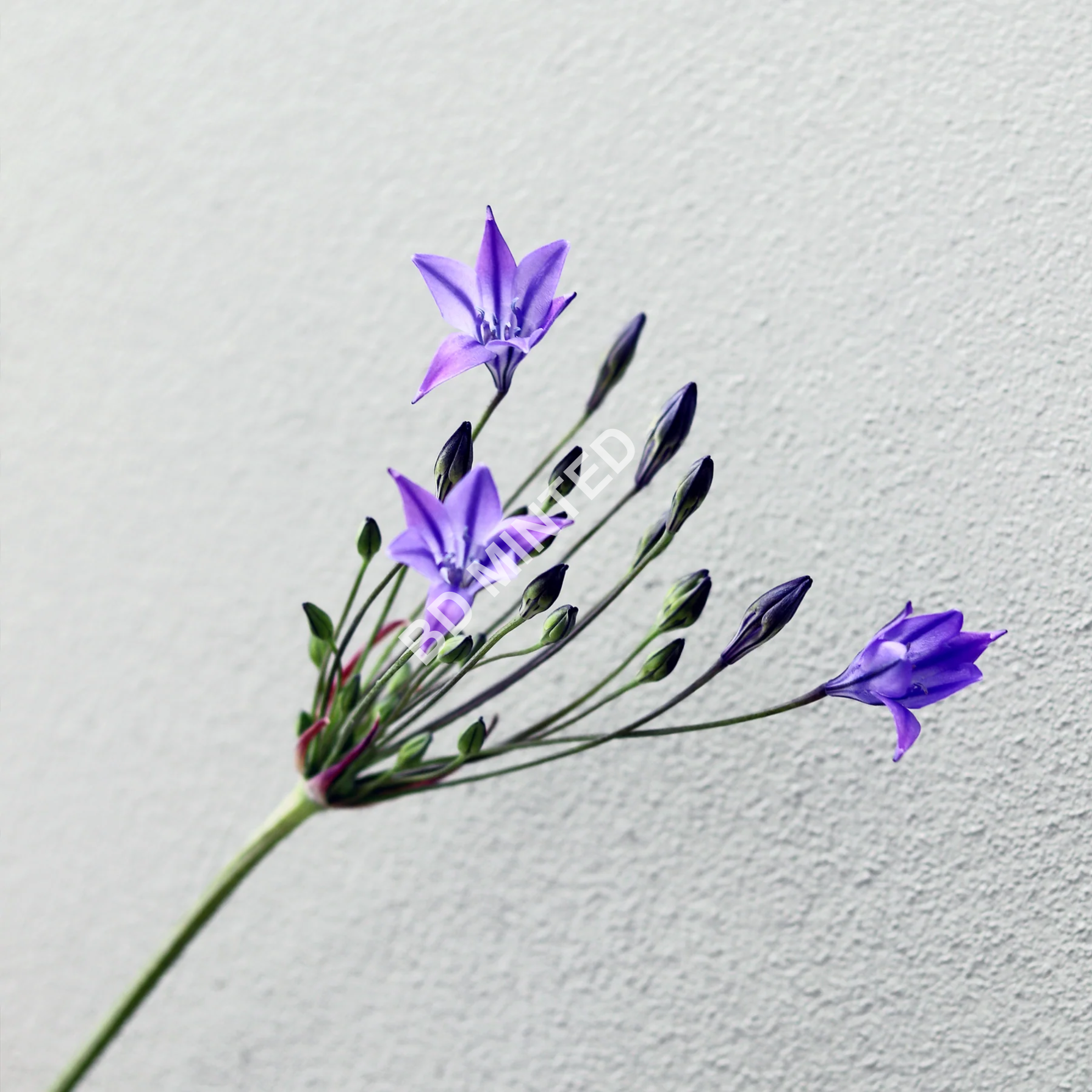 Letterbox gift of Spring Flowers - Triplet Lilies - Image 3