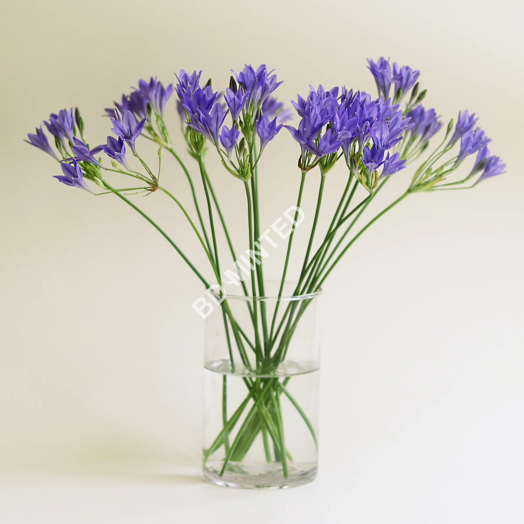 Letterbox gift of Spring Flowers - Triplet Lilies - Image 4